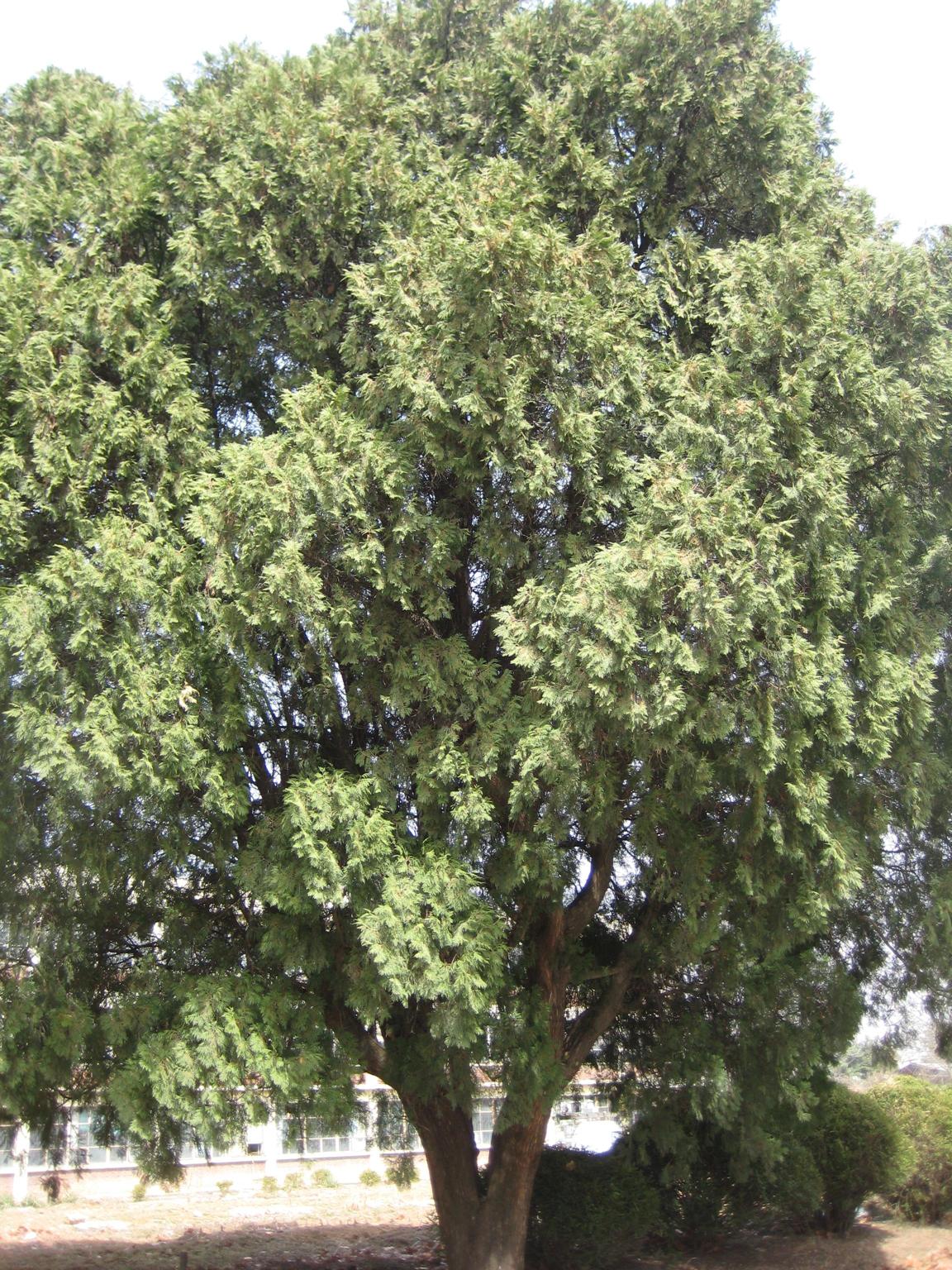 서양측백나무 이미지