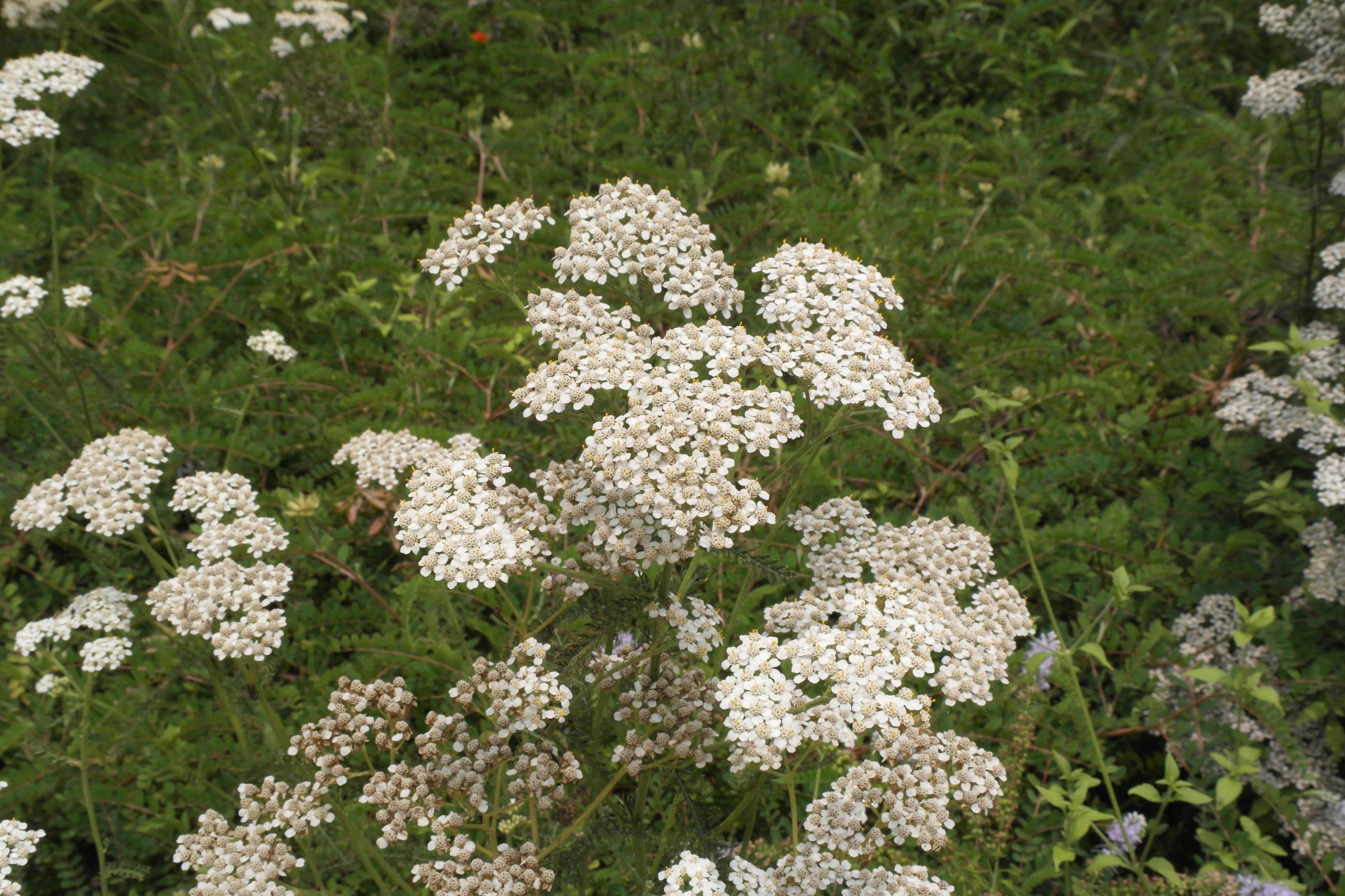 서양톱풀 이미지