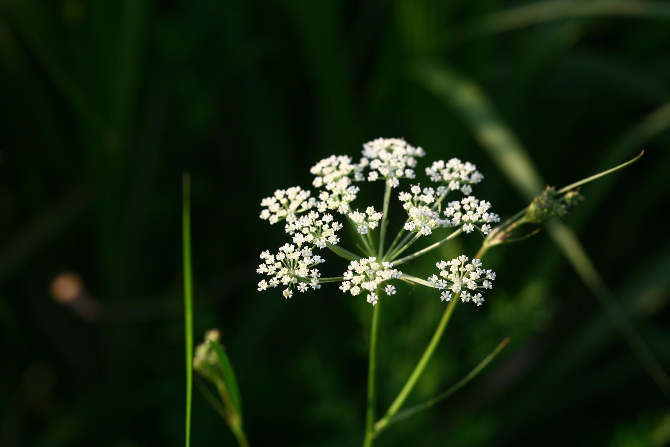 서울개발나물 이미지