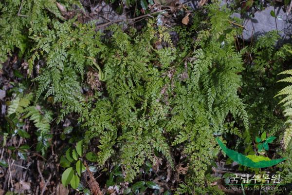 선바위고사리 이미지