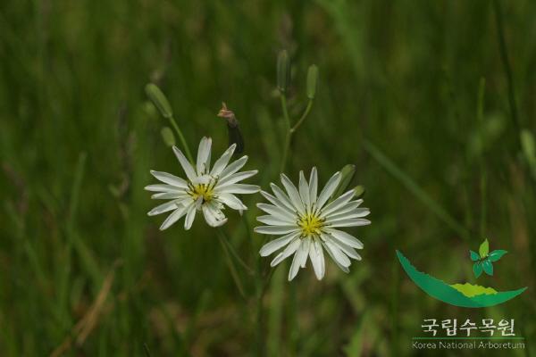 선씀바귀 이미지