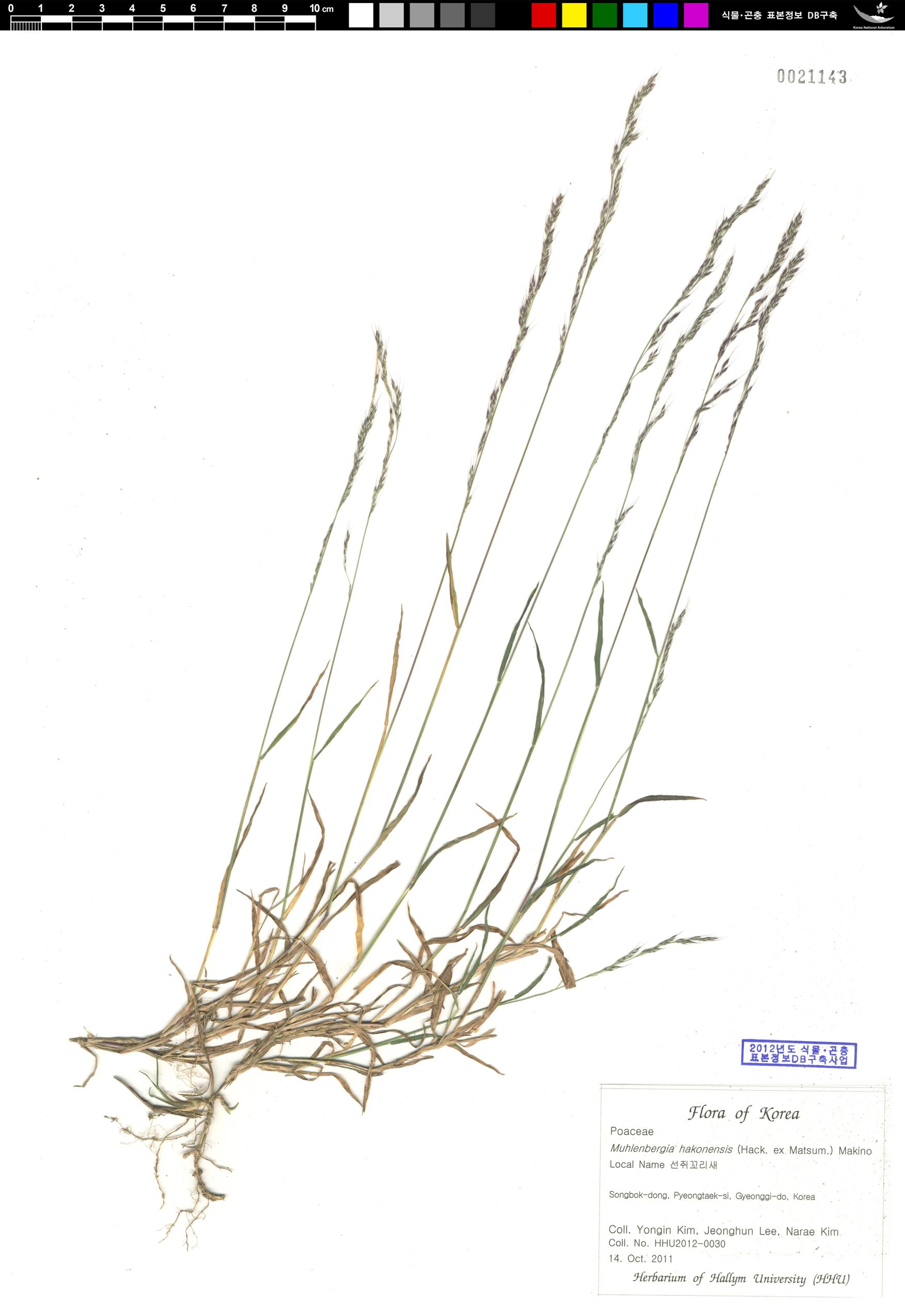 선쥐꼬리새 이미지