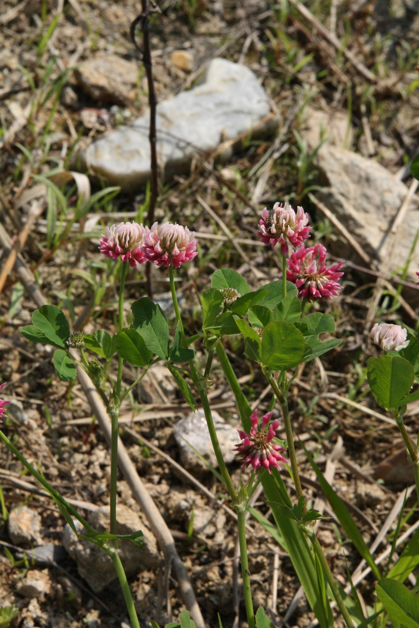 선토끼풀 이미지