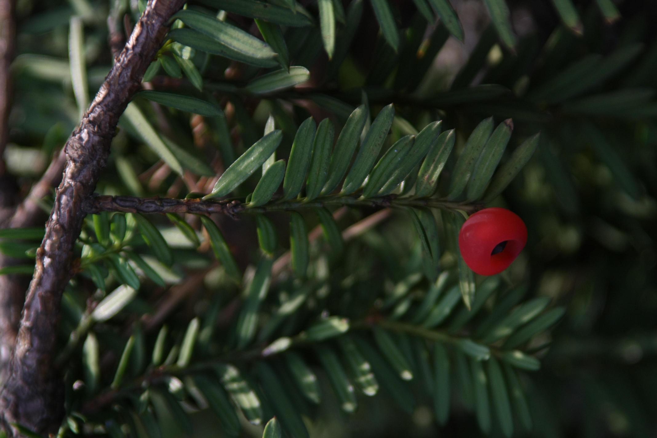설악눈주목 이미지