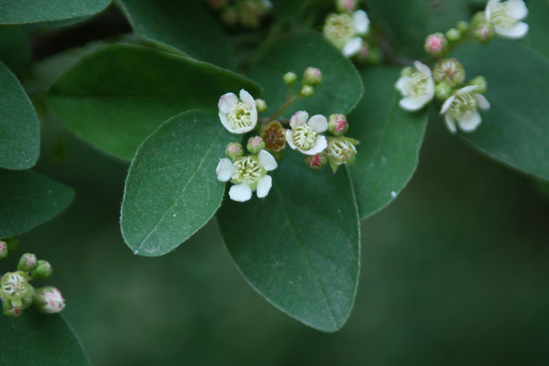 섬개야광나무 이미지