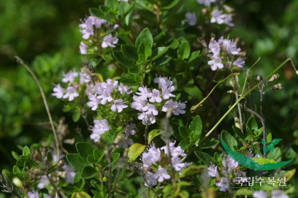 섬백리향 이미지