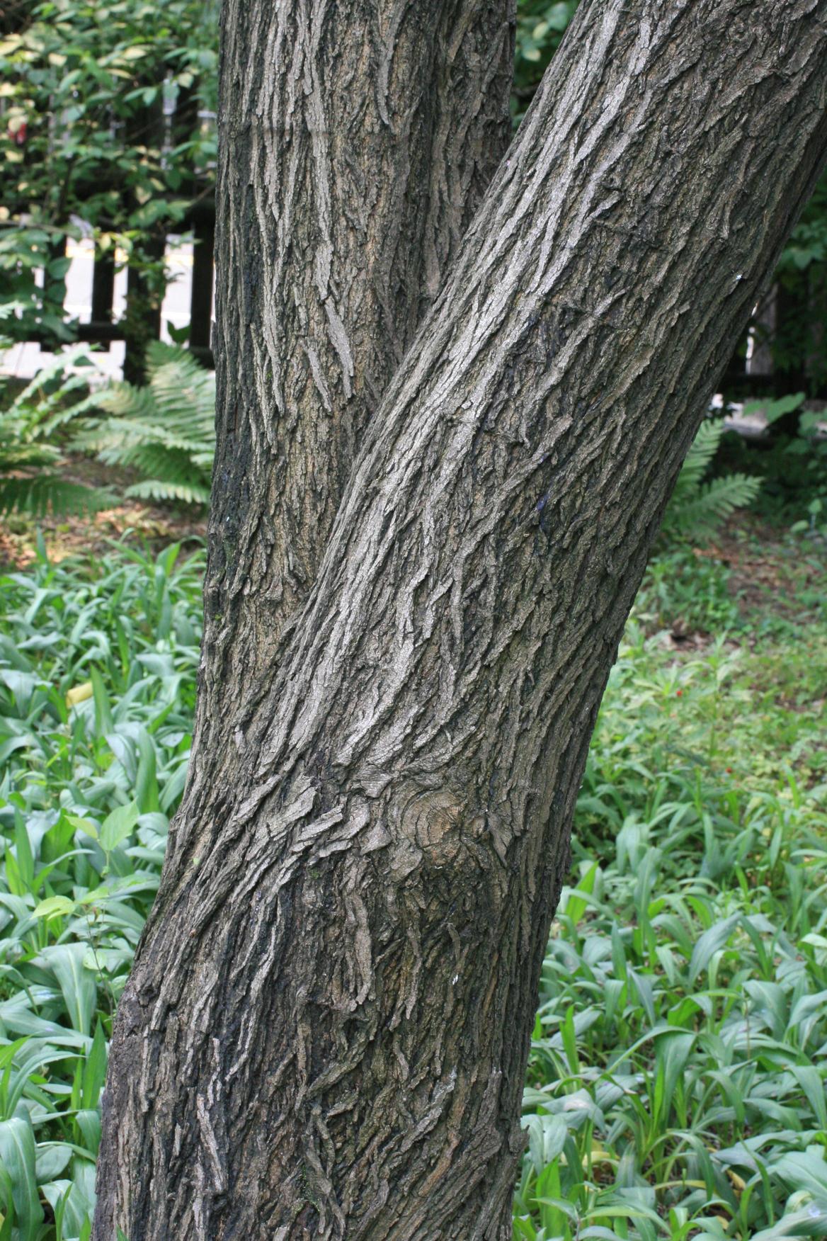 섬뽕나무 이미지