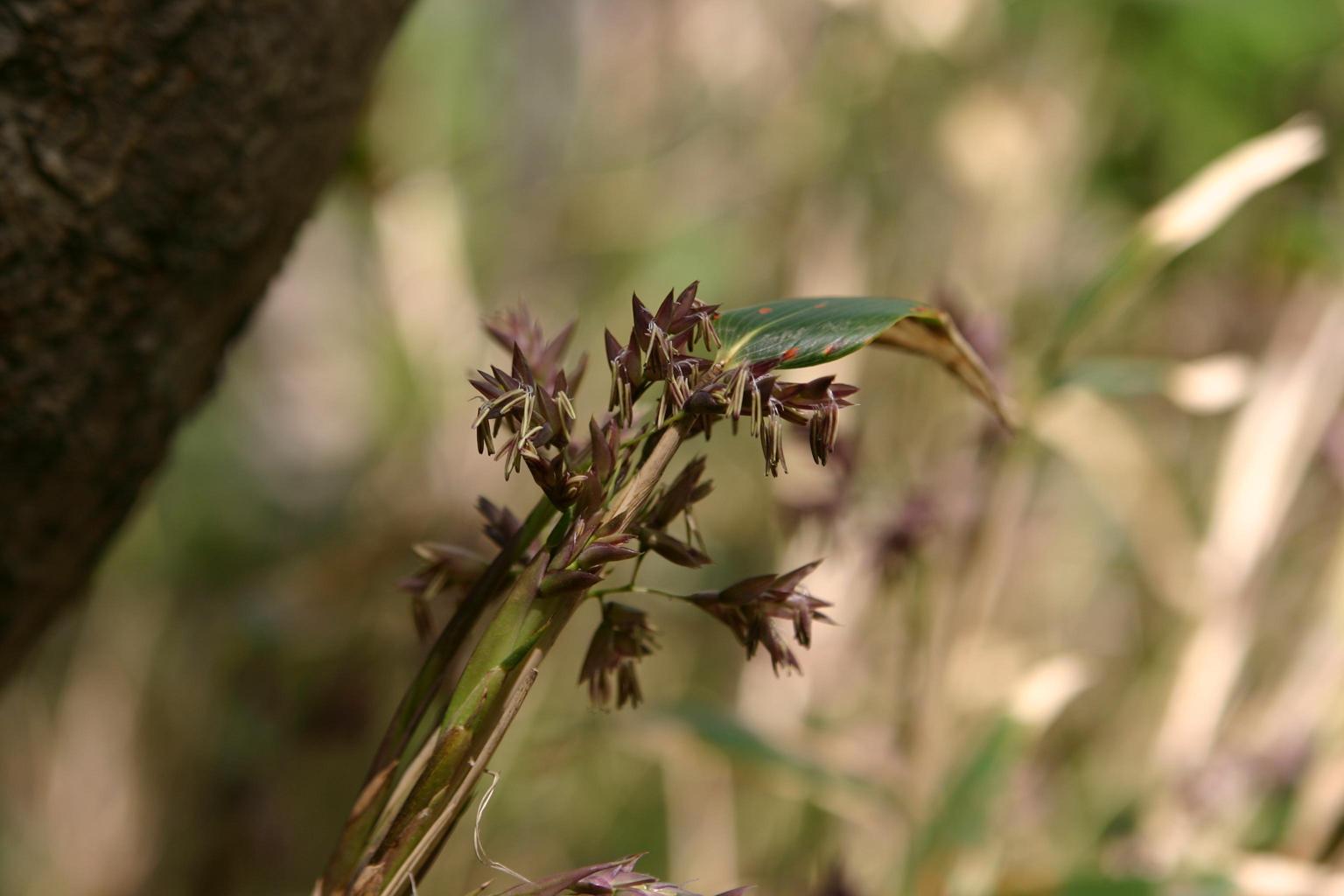섬조릿대 이미지