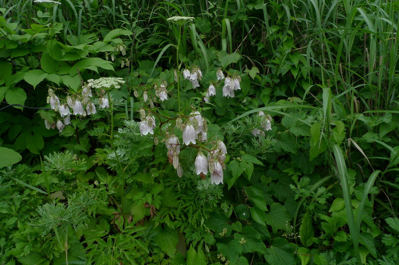 섬초롱꽃 이미지