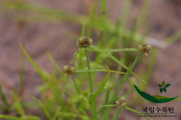 세대가리 이미지