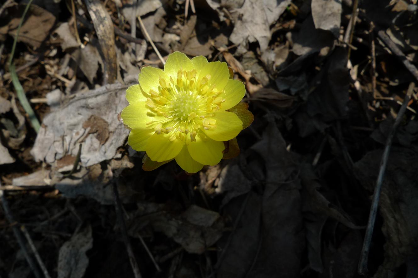 세복수초 이미지