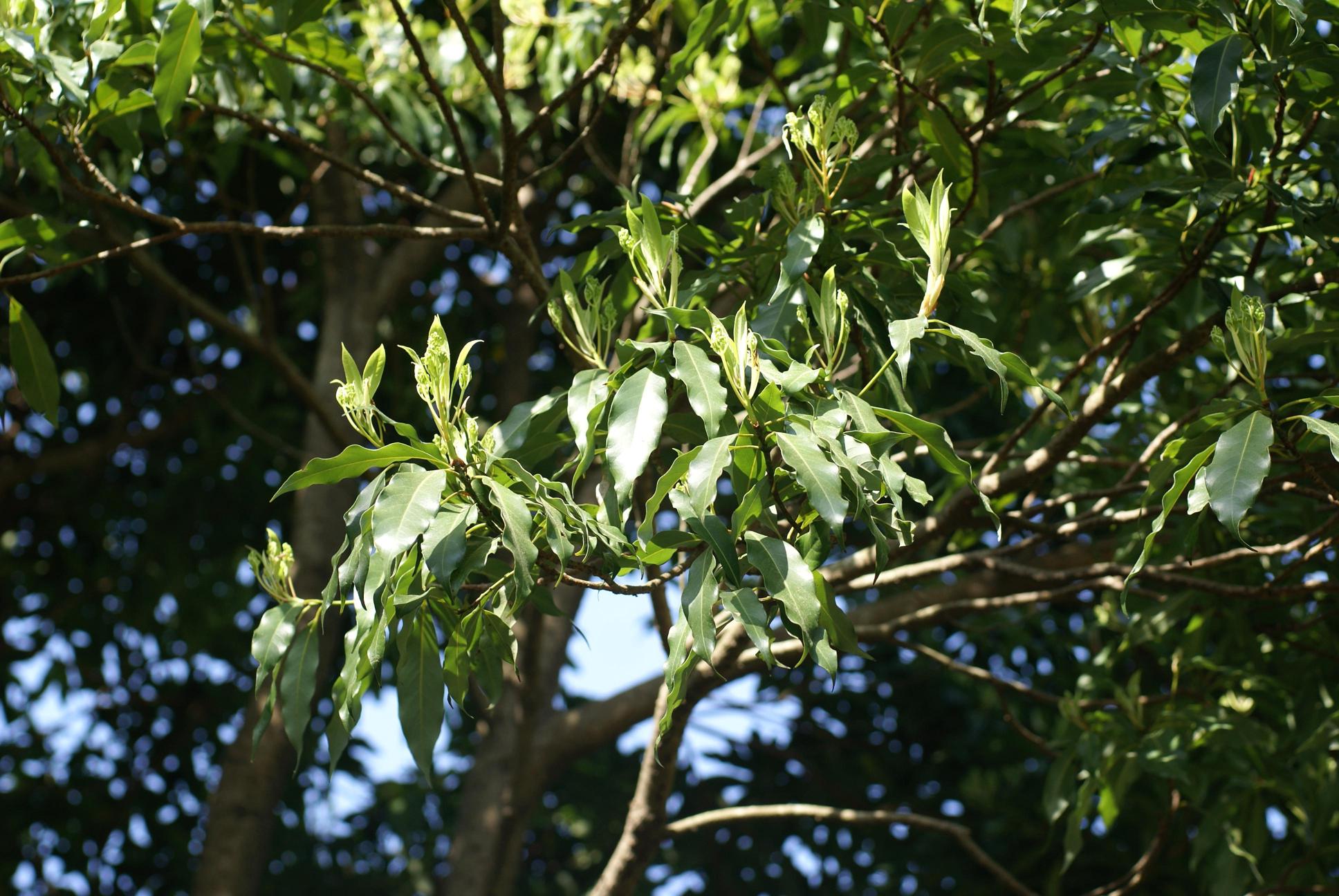 센달나무 이미지