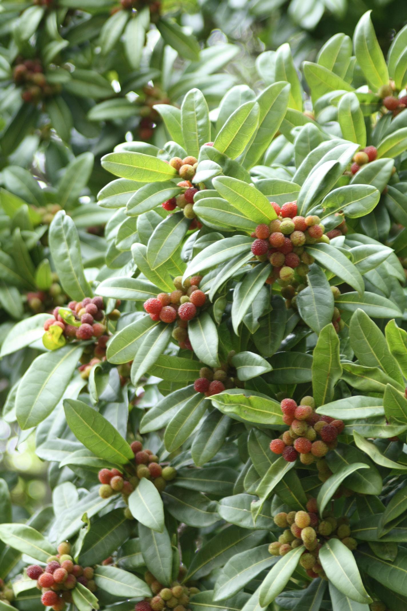 소귀나무 이미지