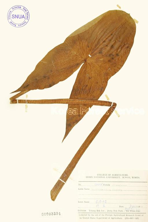 소귀나물 이미지