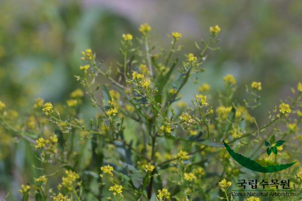 속속이풀 이미지