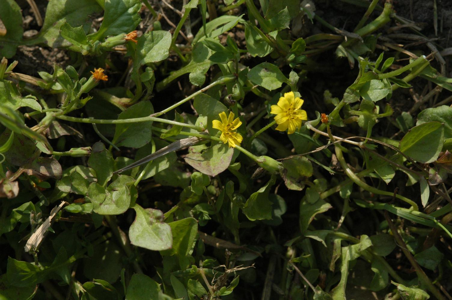 개보리뺑이 이미지