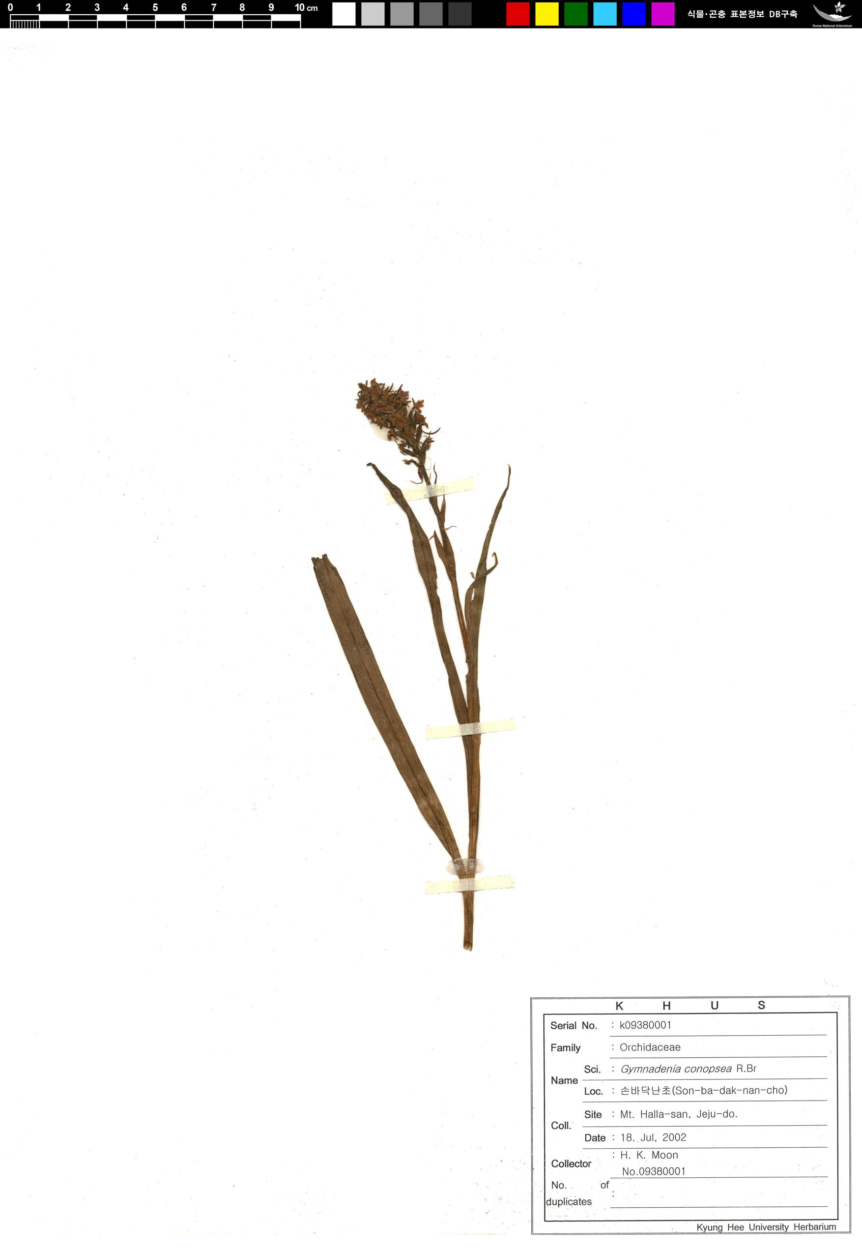 손바닥난초 이미지