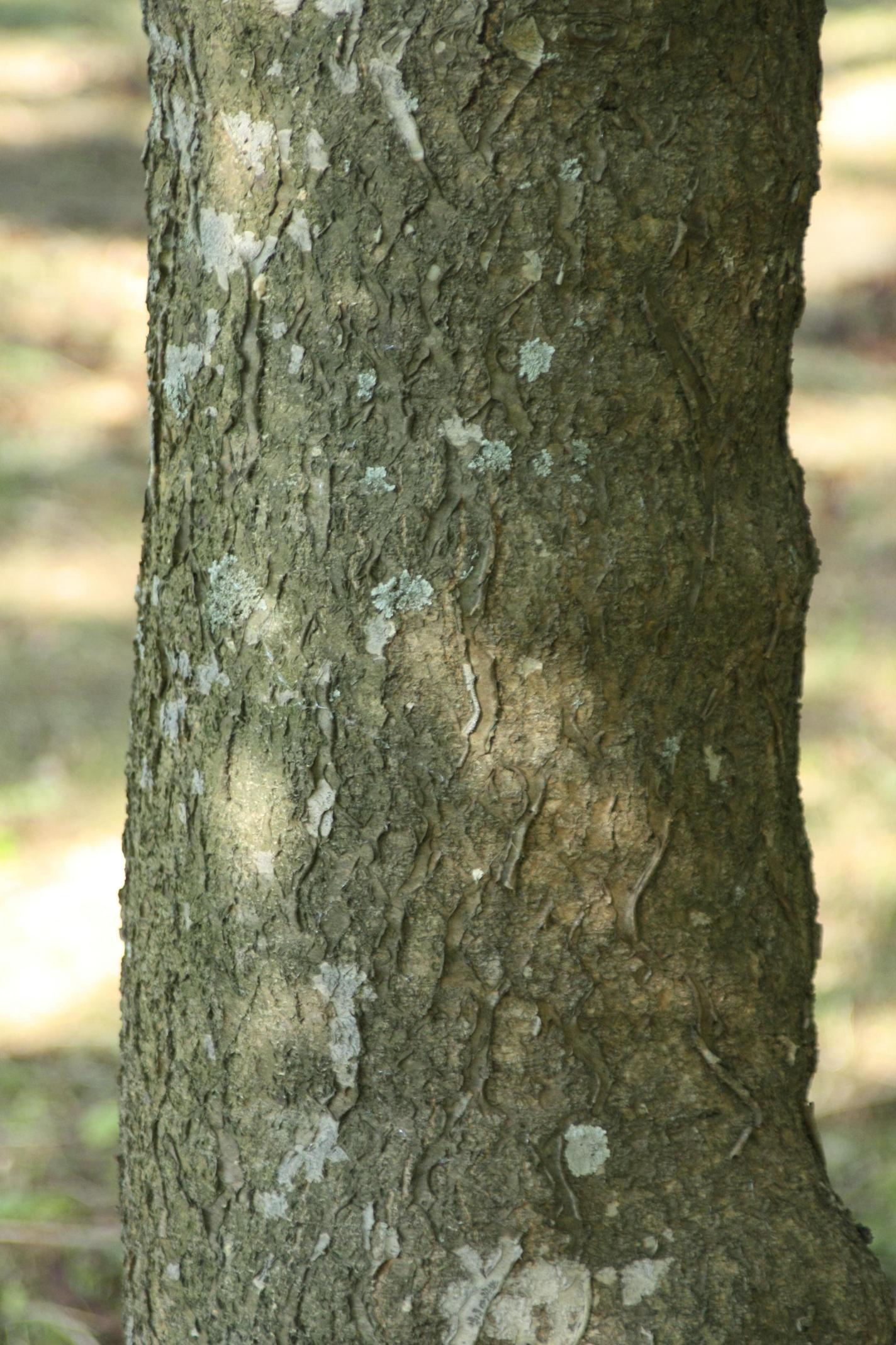 솔비나무 이미지