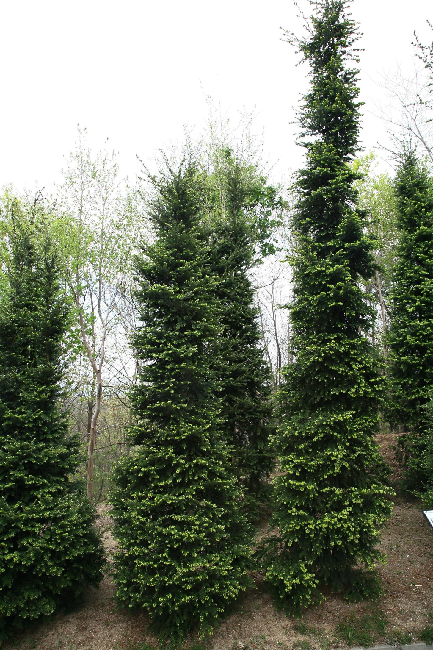 솔송나무 이미지