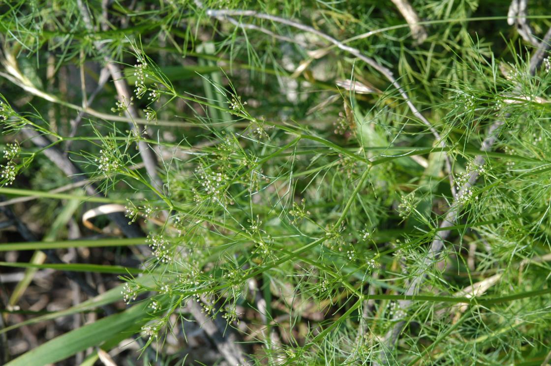 솔잎미나리 이미지