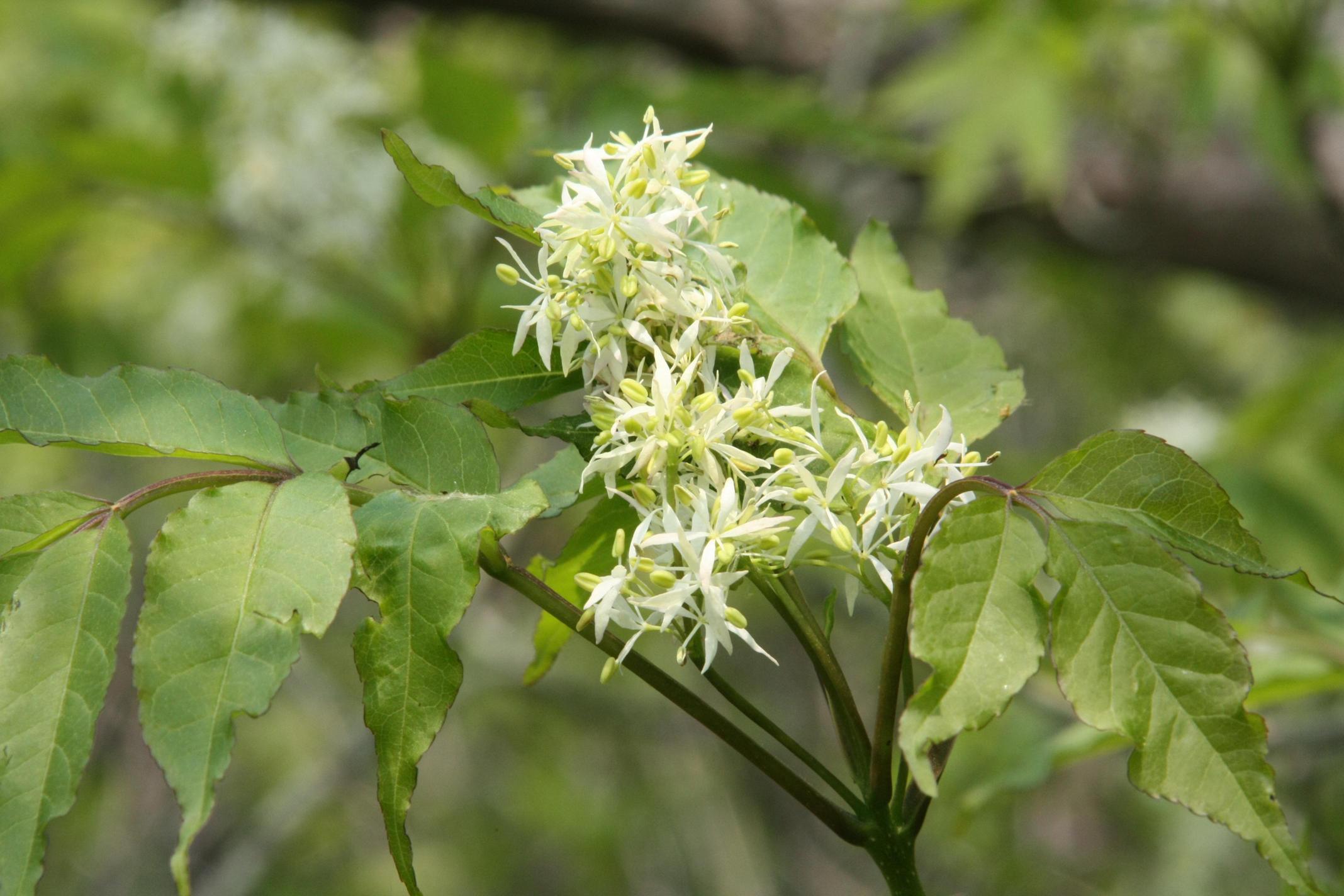 쇠물푸레나무 이미지