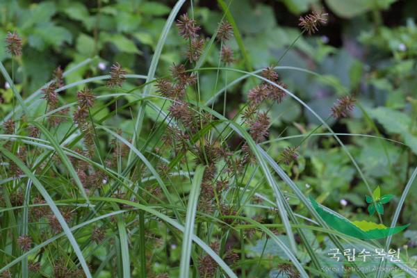 쇠방동사니 이미지