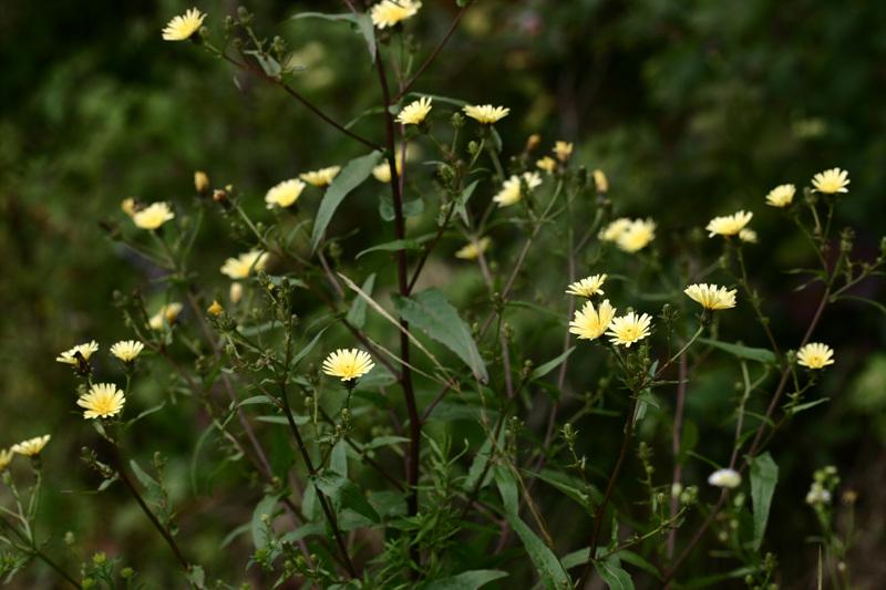 쇠서나물 이미지