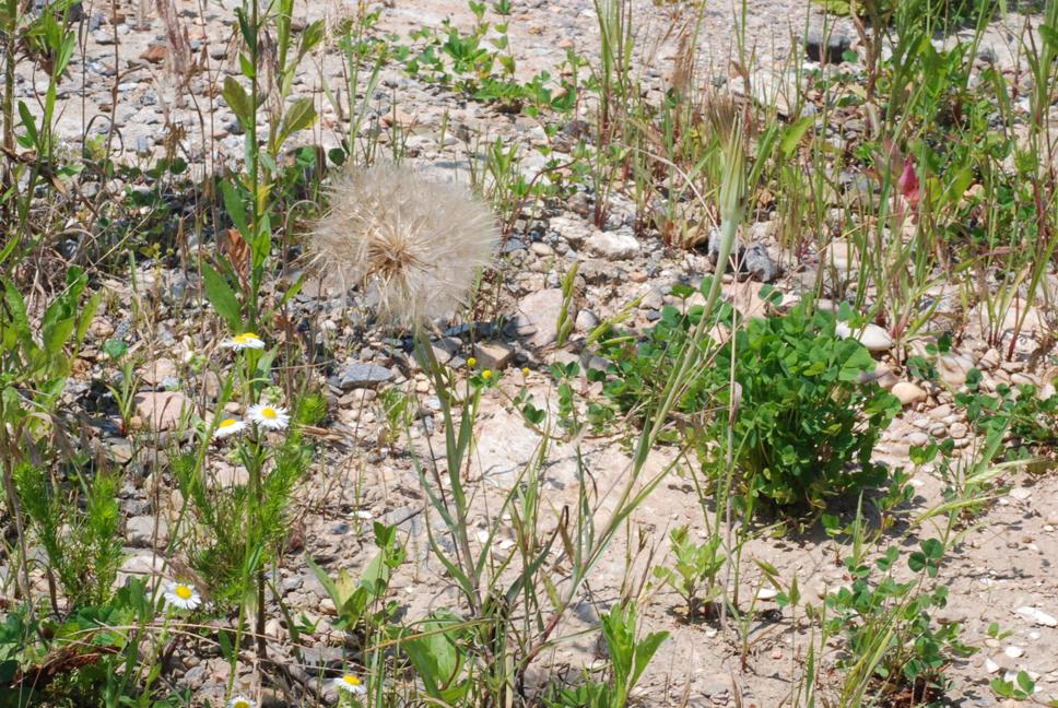 쇠채아재비 이미지