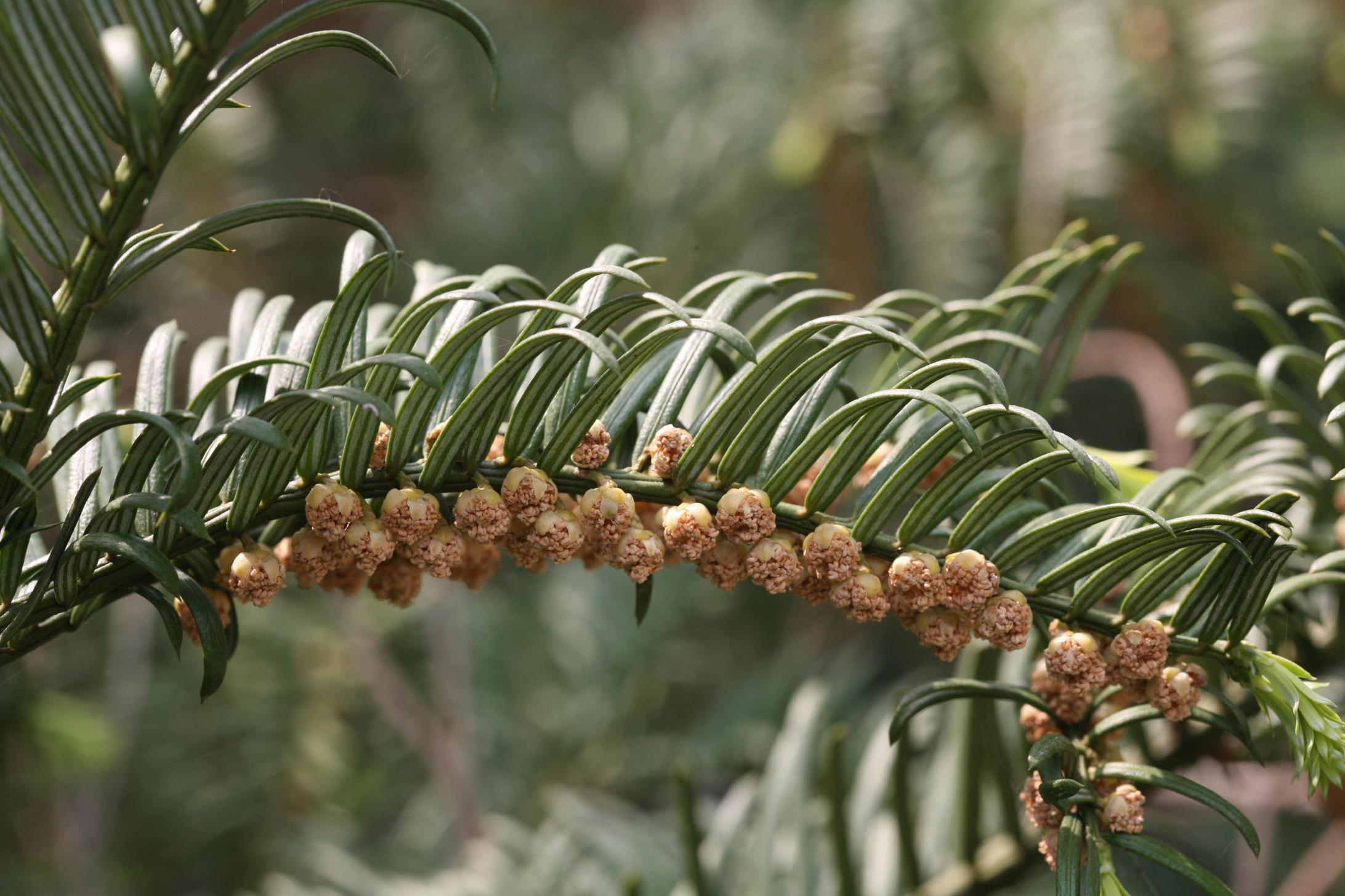 개비자나무 이미지