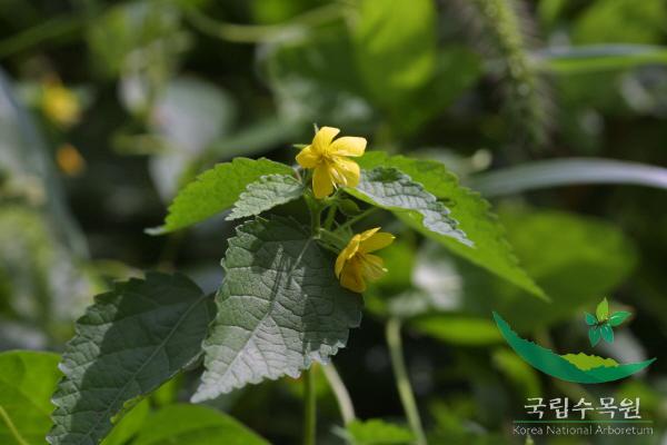 수까치깨 이미지