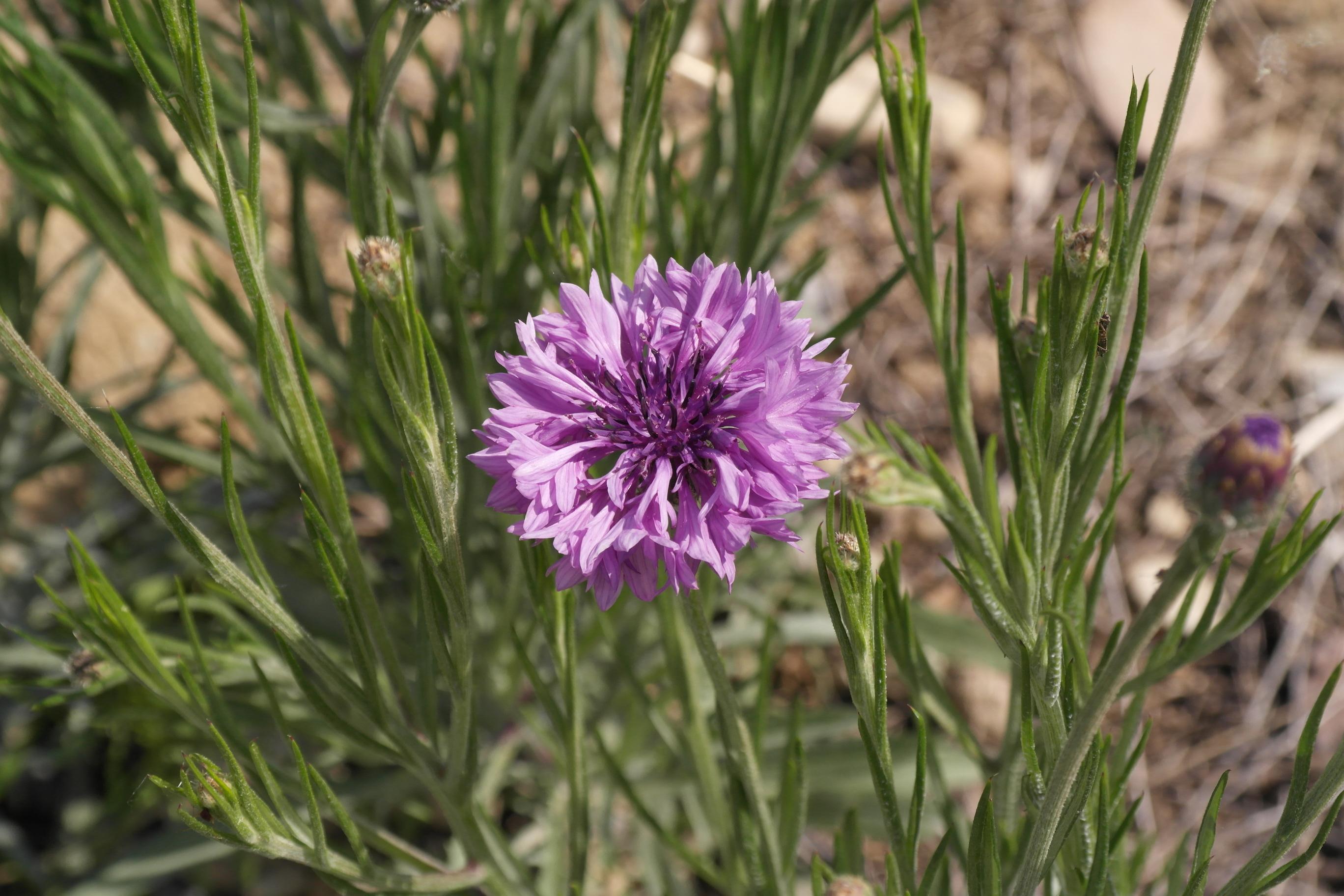 수레국화 이미지