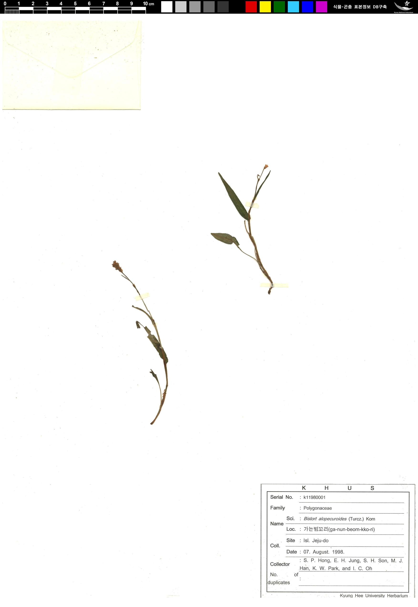 가는범꼬리 이미지