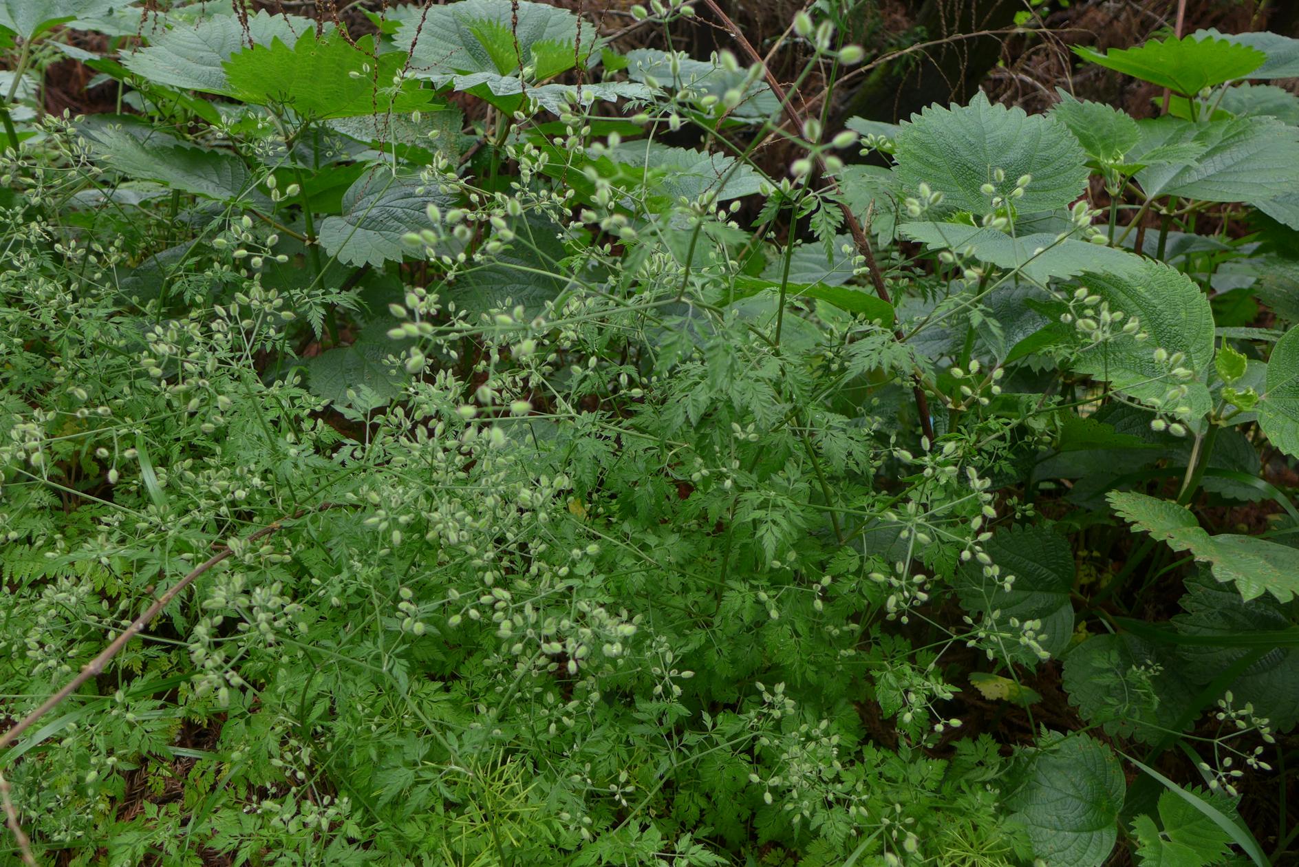 개사상자 이미지