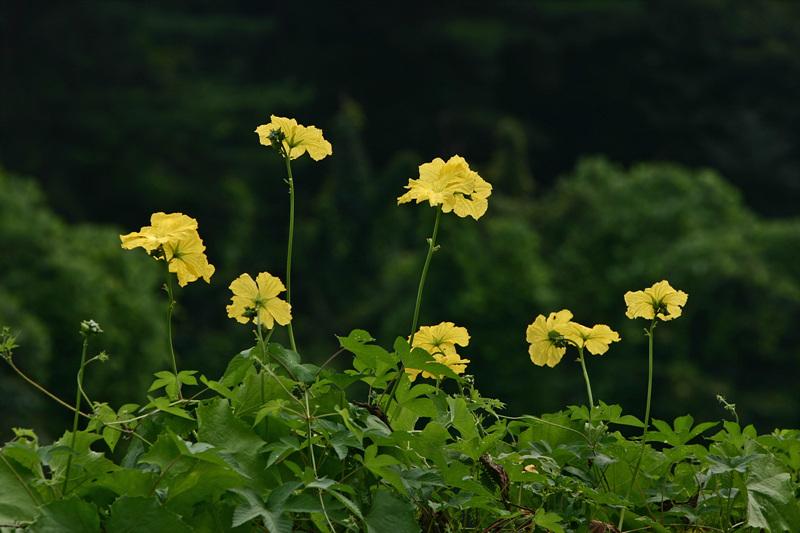 수세미오이 이미지