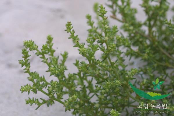 수송나물 이미지