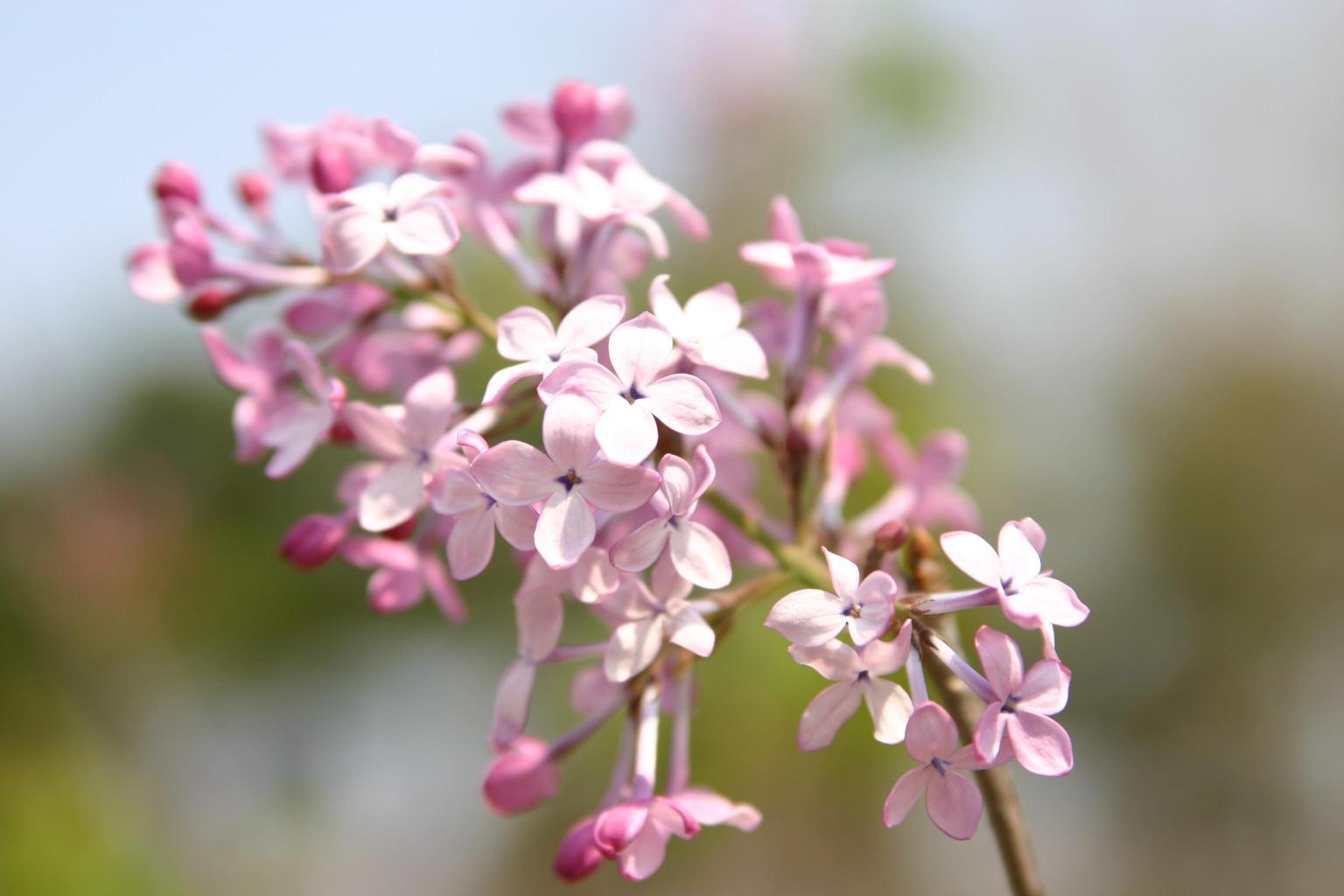 수수꽃다리 이미지