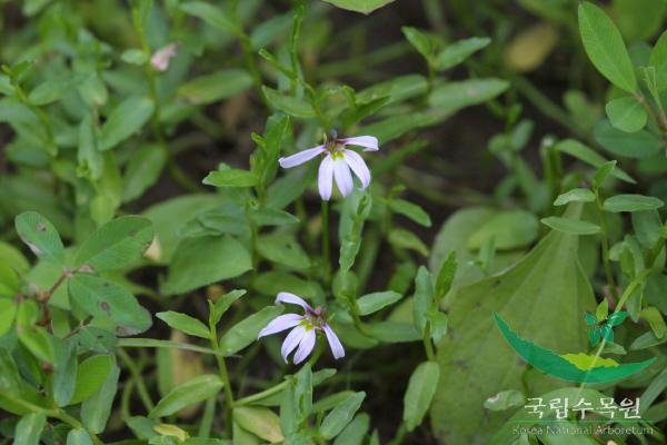 수염가래꽃 이미지