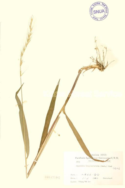 수염개밀 이미지