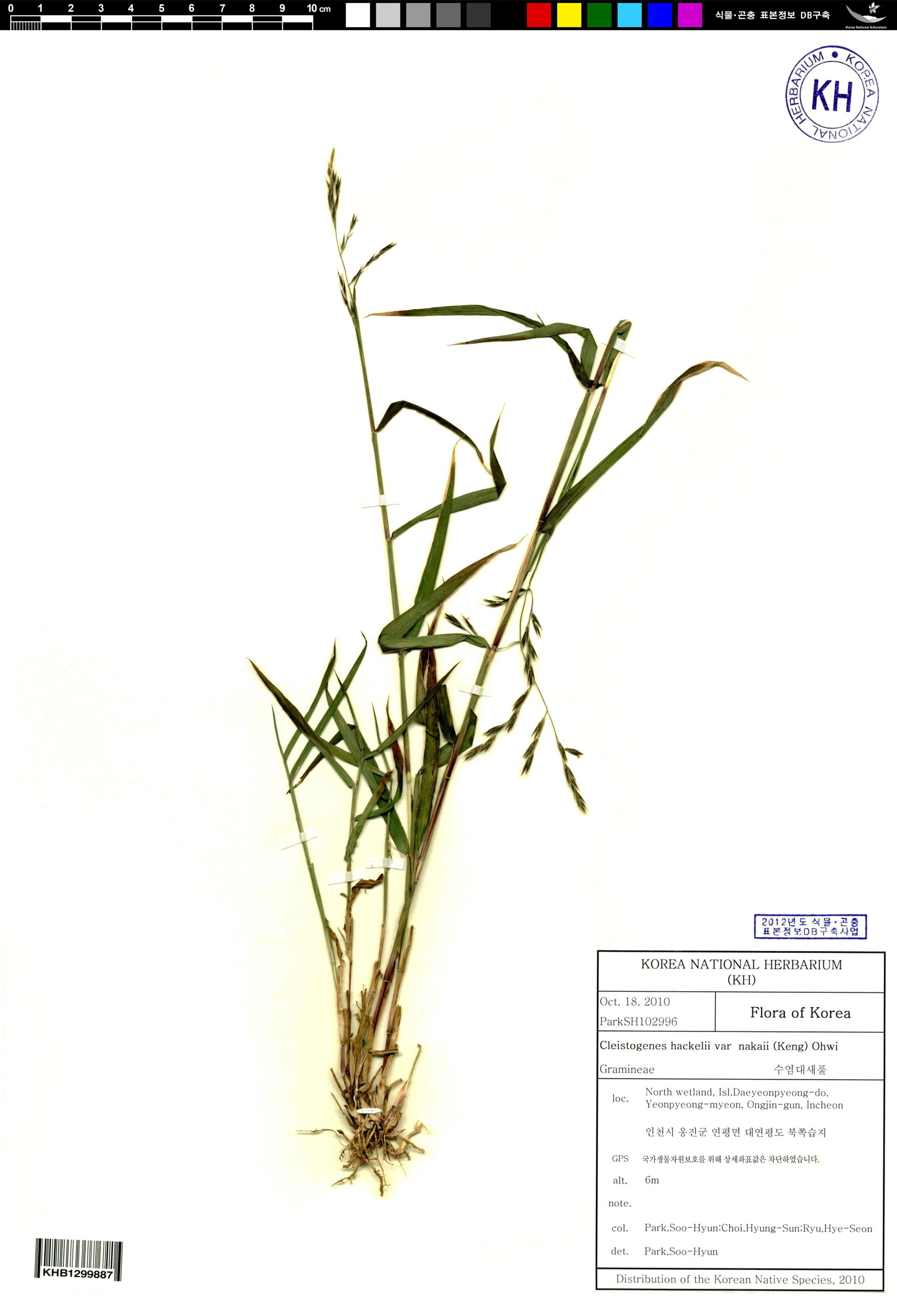 수염대새풀 이미지