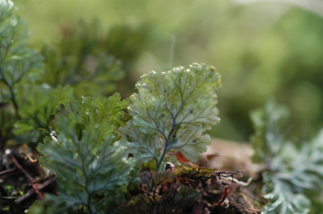 수염이끼 이미지