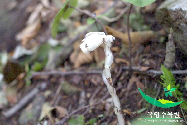 수정난풀 이미지