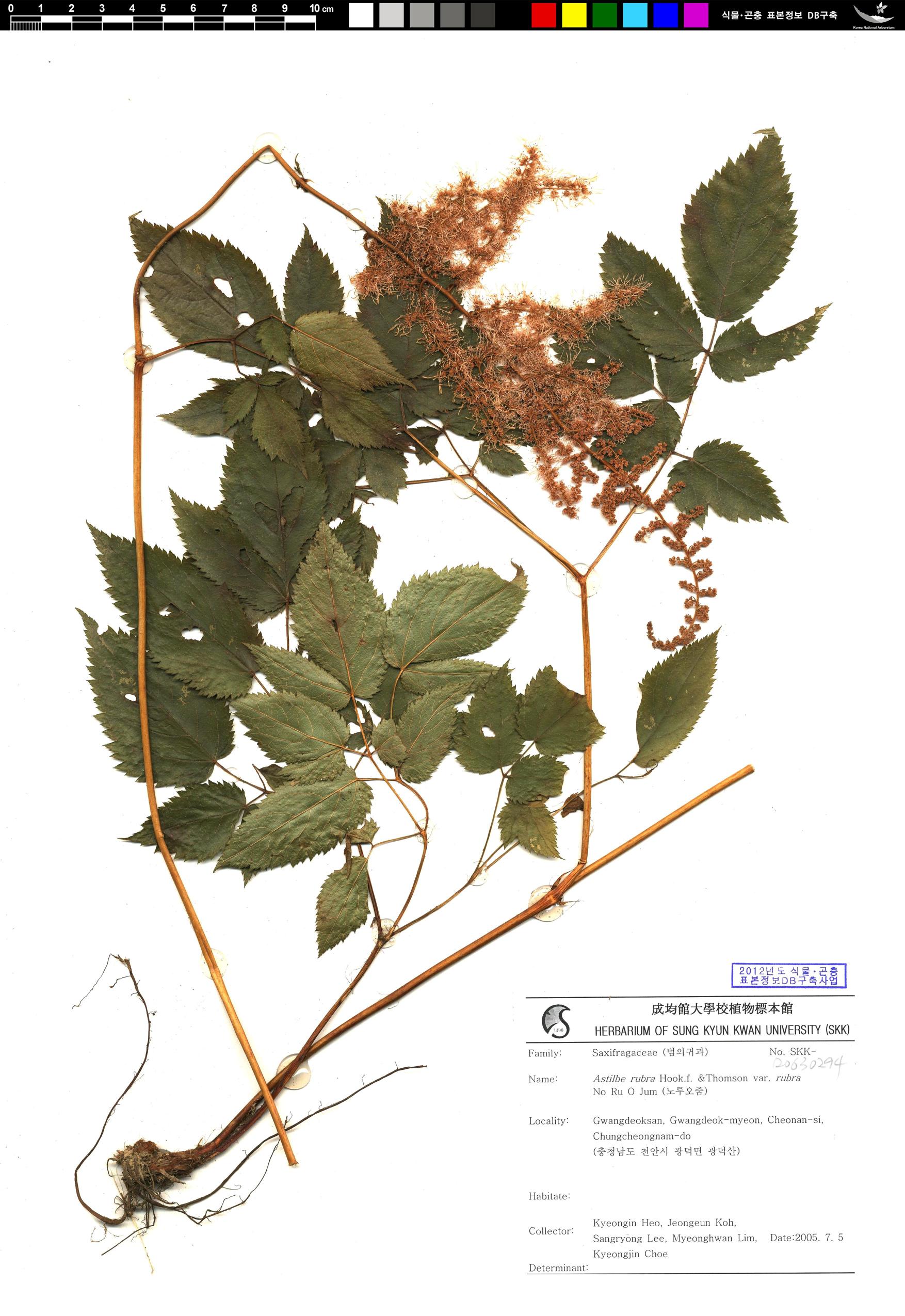 숙은노루오줌 이미지