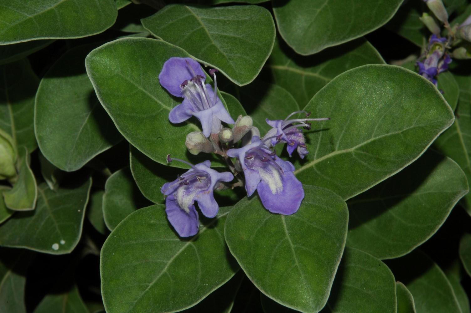 순비기나무 이미지