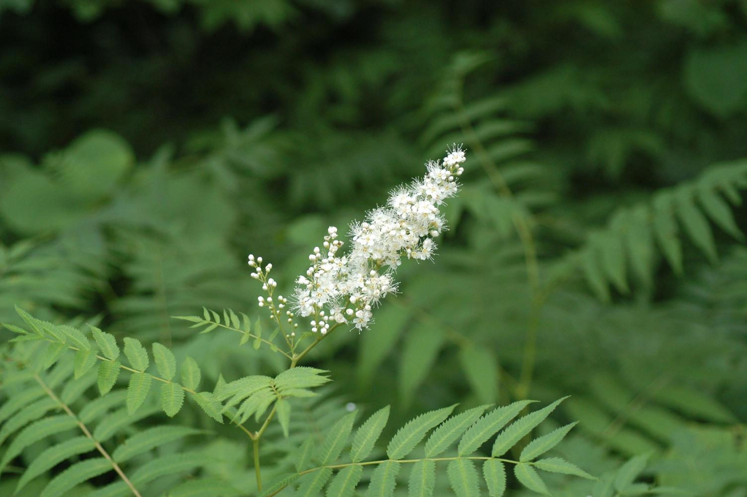 쉬땅나무 이미지