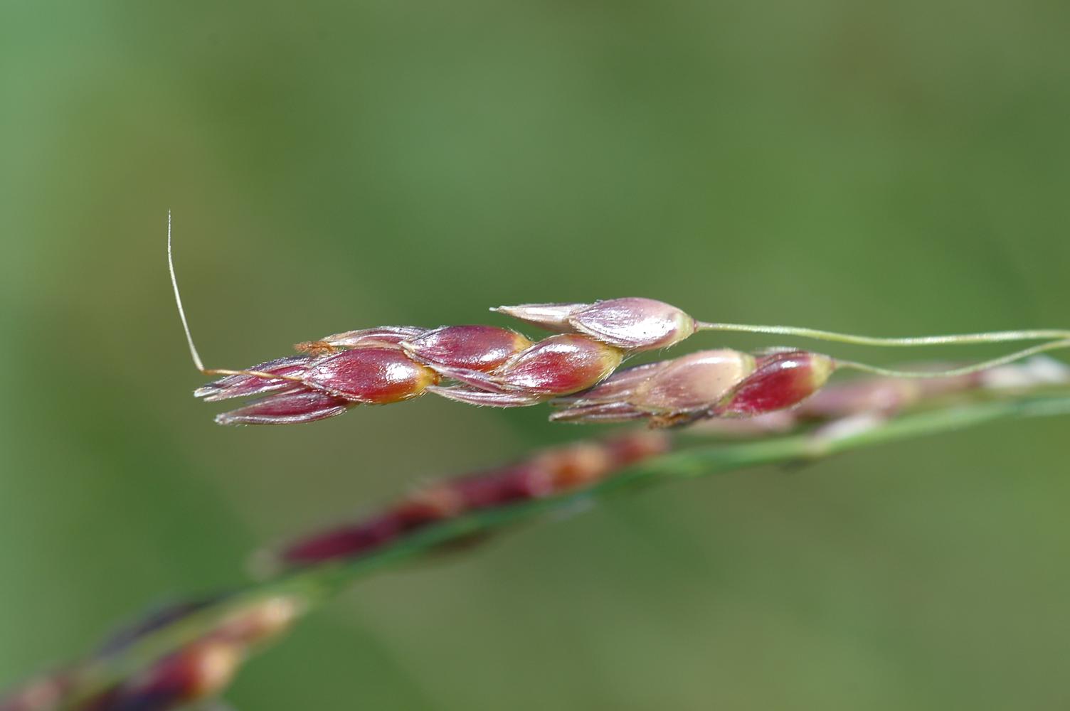시리아수수새 이미지