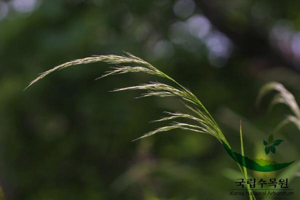 시베리아잠자리피 이미지