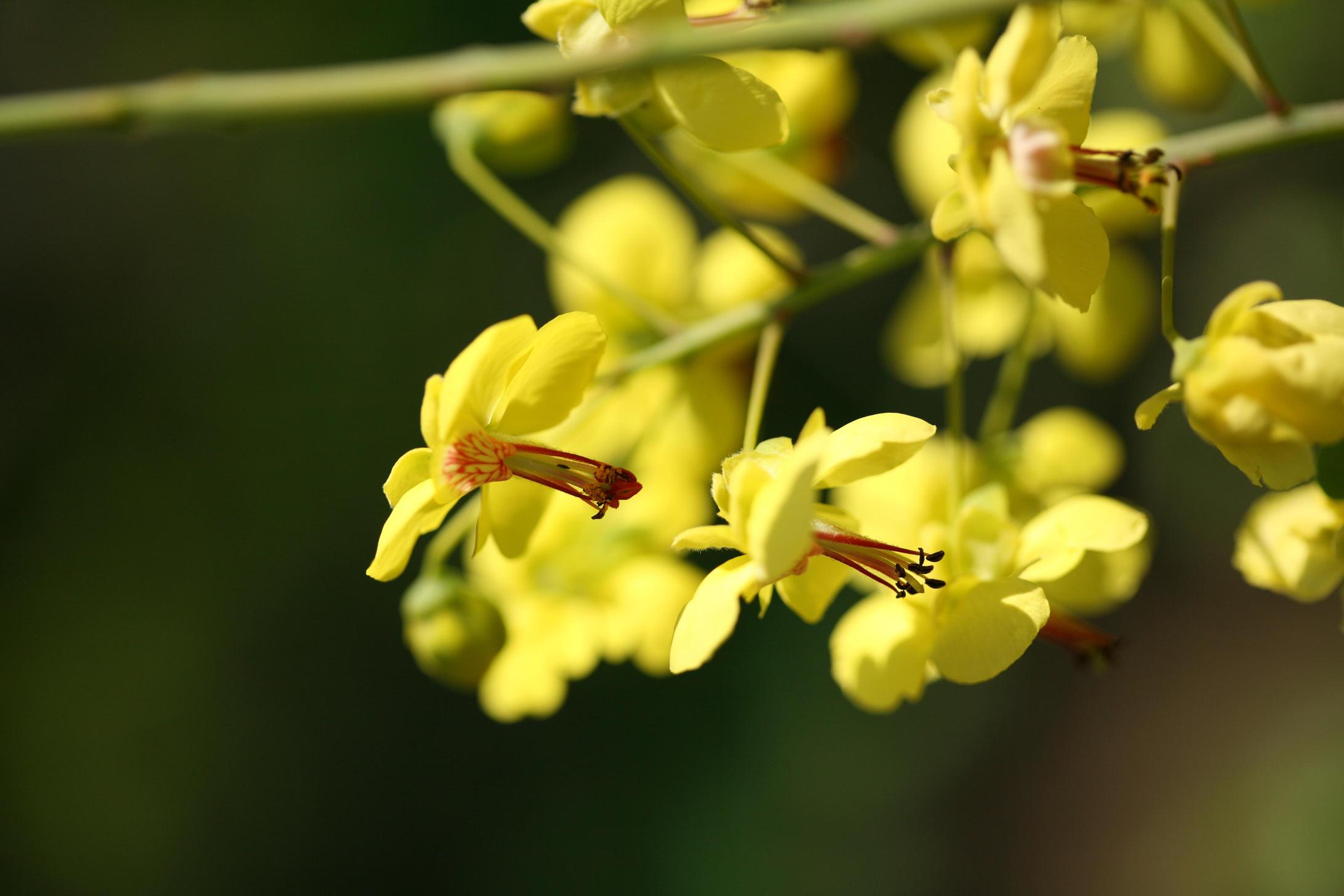 실거리나무 이미지