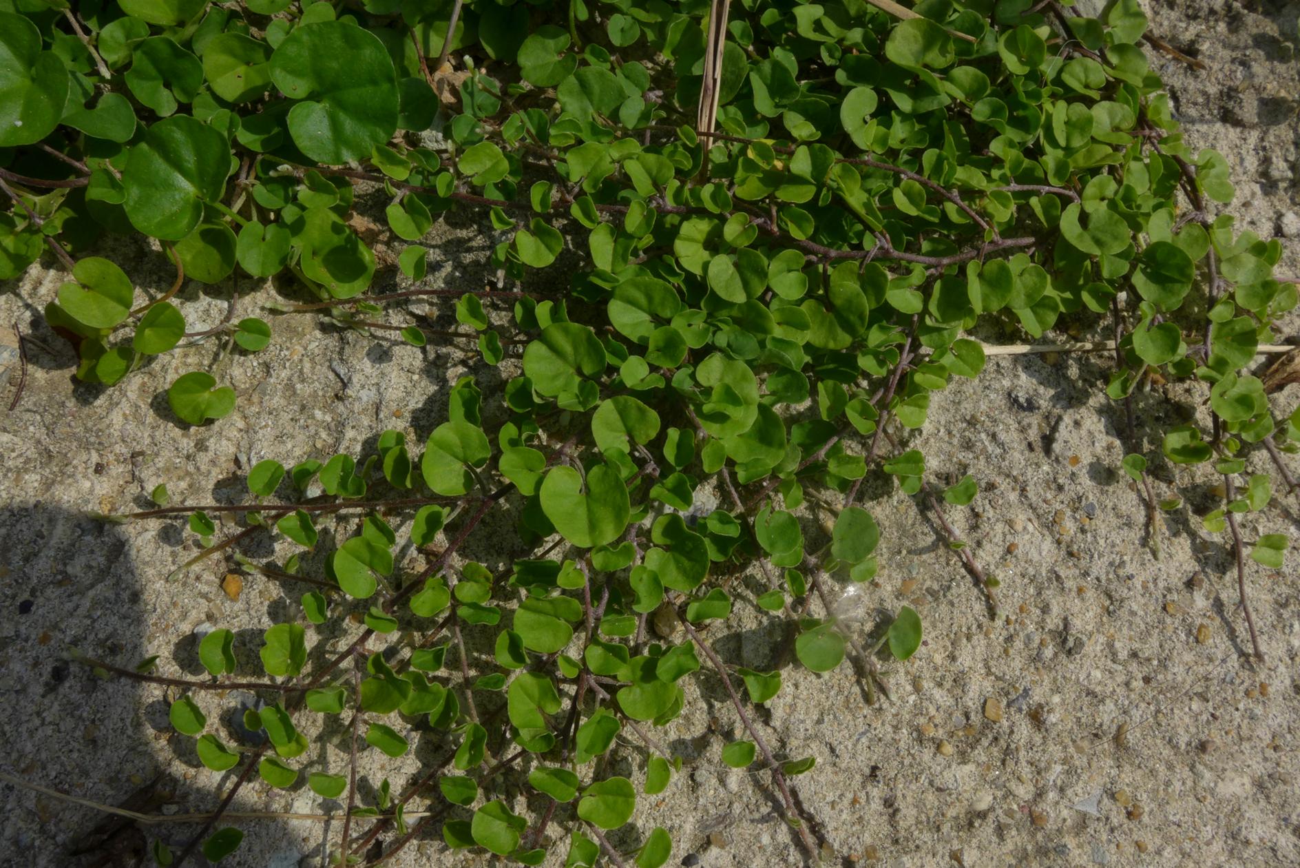 아욱메풀 이미지