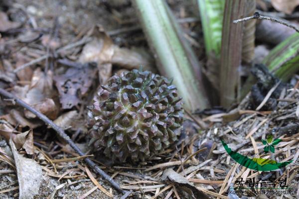 앉은부채 이미지