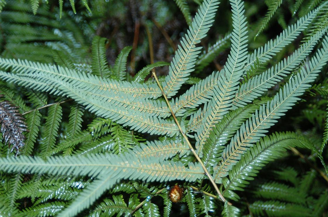 암풀고사리 이미지